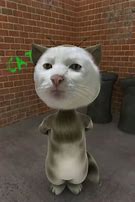Image result for Serious Kitten Face Meme
