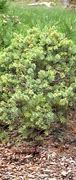 Image result for Picea sitchensis Nana