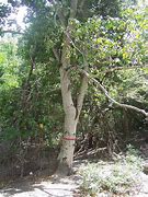 Image result for Manchineel Tree Injurys