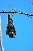 Image result for Noctule Bat