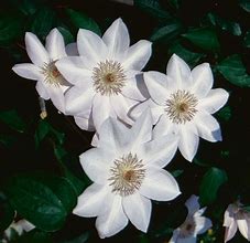 Image result for Clematis Henryi