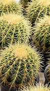 Image result for Indoor Cactus Types