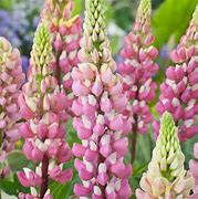 Image result for Lupinus polyphyllus chatelaine