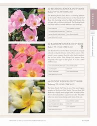 Image result for Rose Catalogs 2019