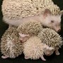 Image result for What Is the Difference Between Hedgehog and Porcupine