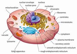Image result for Cytoplasm Structure