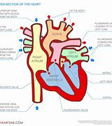 Image result for iPhone 6 Internal Diagram