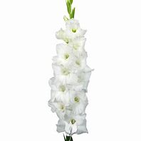 Image result for Gladiolus Essential