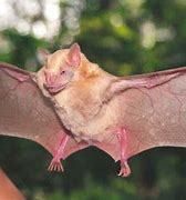 Image result for Albino Fruit Bat