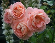 Image result for Caduceus Bonita Rose