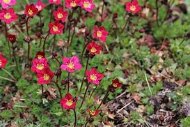 Image result for Saxifraga arendsii Blütenteppich