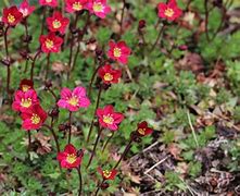 Image result for Saxifraga A 37