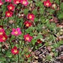 Image result for Saxifraga arendsii Standsfieldii