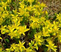 Image result for Sedum acre