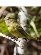 Image result for Polyonymus Trochilidae
