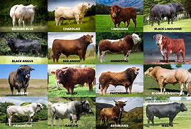 Image result for Different Types of Beef Cattle