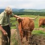 Image result for Cattle Art