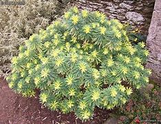 Image result for Euphorbia characias Burrow Silver