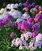 Image result for Phlox Hesperis (Paniculata-Group)