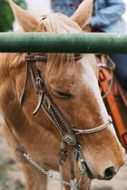 Image result for Mexican Ranch Horses