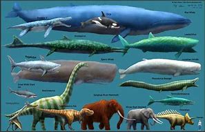 Image result for world s largest animals