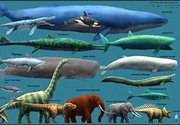 Image result for Biggest Animal in the World Compared to Human