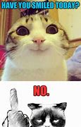Image result for Cat Finger Meme