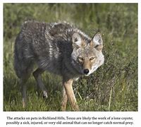 Image result for Cuero, Texas is a coyote
