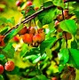 Image result for What Animals Eat Fruit