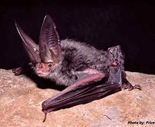 Image result for North Carolina Bats