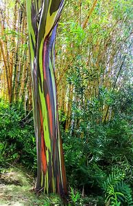 Image result for Rainbow Eucalyptus for Sale