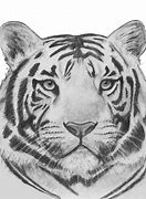Image result for White Tiger Drawings