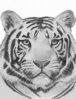 Image result for White Siberian Tiger Drawing