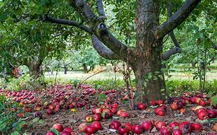 Image result for Apple iPhone Tree