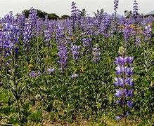 Image result for Purple Wildflowers Michigan