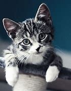 Image result for Cat Wallpaper iPad