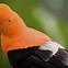 Image result for Weird Tropical Birds