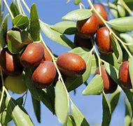 Image result for Juju Berry Tree