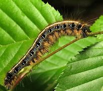 Image result for "eastern-tent-caterpillar"