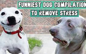 Image result for Stressed Dog Meme