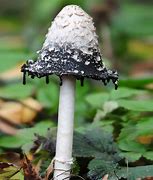 Image result for Amazing Fungi
