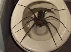 Image result for World Biggest Spider Ever Caught