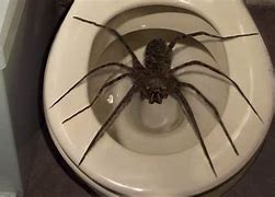 Image result for Biggest Spider Ever Seen