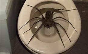 Image result for Largest World Biggest Spider