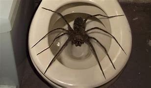 Image result for World Record Largest Spider