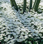 Image result for Anemone blanda White Splendour