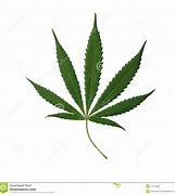 Image result for Cannabis Leaf Real