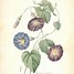 Image result for Morning Glory Chinese Card