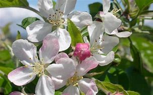 Image result for Malus Gorgeous