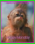 Image result for Happy Monday Baby Animals